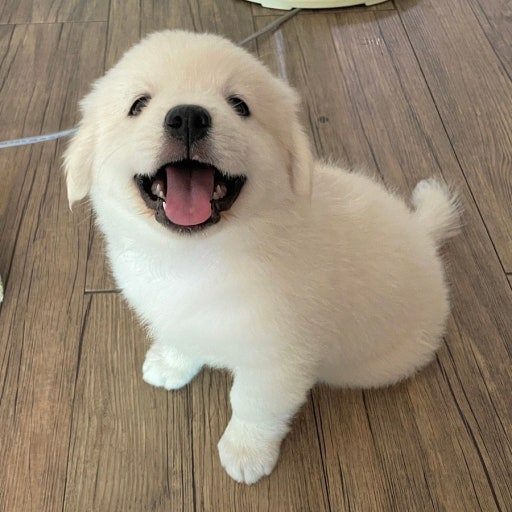 A happy puppy